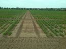 Autopilot traktor, autopilot kombajn - přesné řádky zeleniny - automatizace v zemědělství
