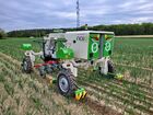 Polní robot NAIO ORIO - plečkování cibule