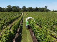 Polní robot Naïo TED při práci na vinici